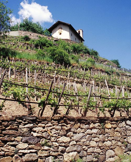 TAVOLA ROTONDA SUI TRATTAMENTI IN VIGNA A CURA DI "FESTIVAL DELLE RURALITÀ"